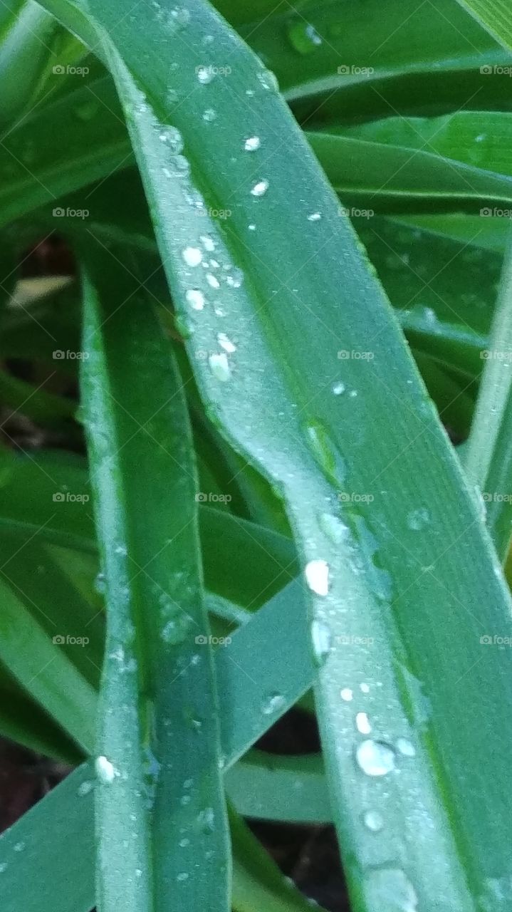 Rain and morning dew competing on a garden flower's leaf