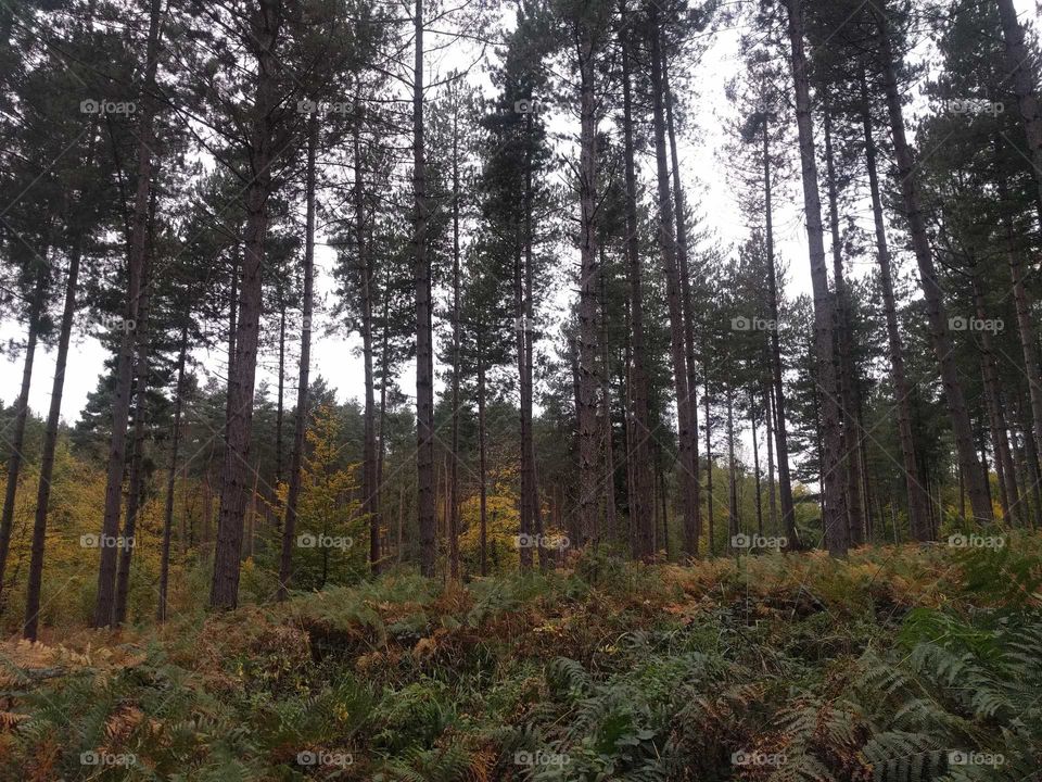 Pine trees in the Czech republic