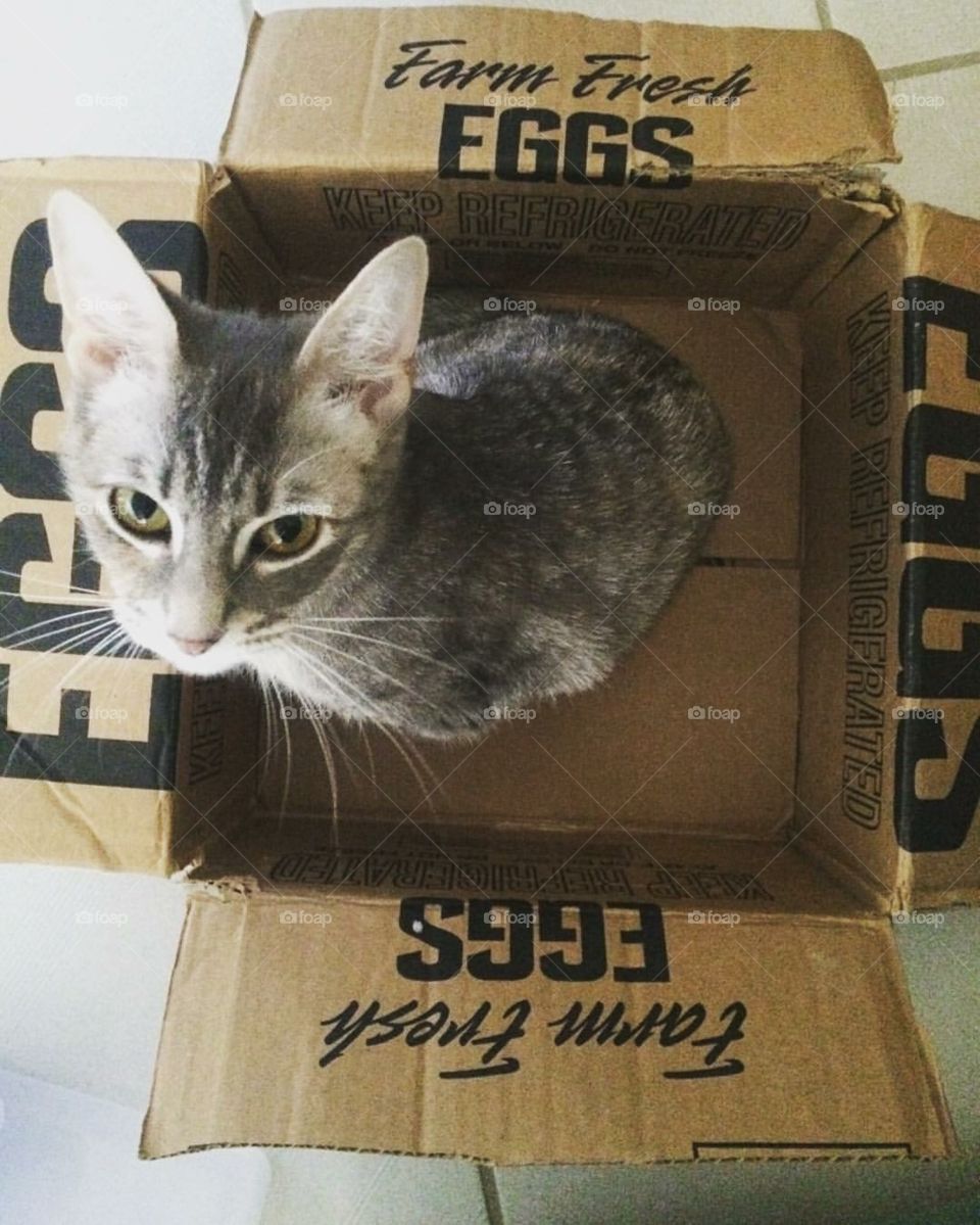 Cat in box 