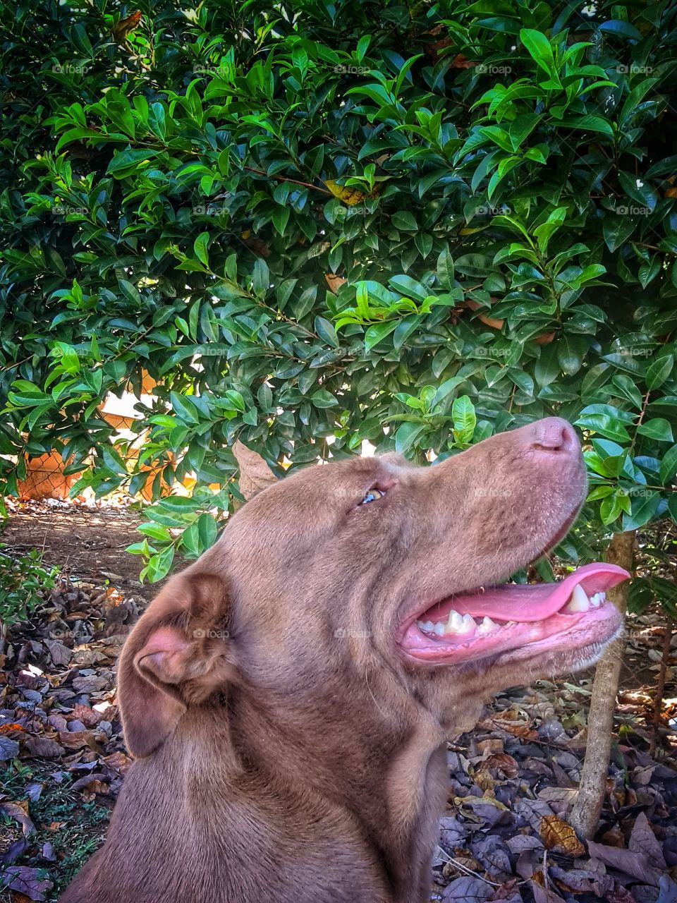 dog poses her good side for the photo