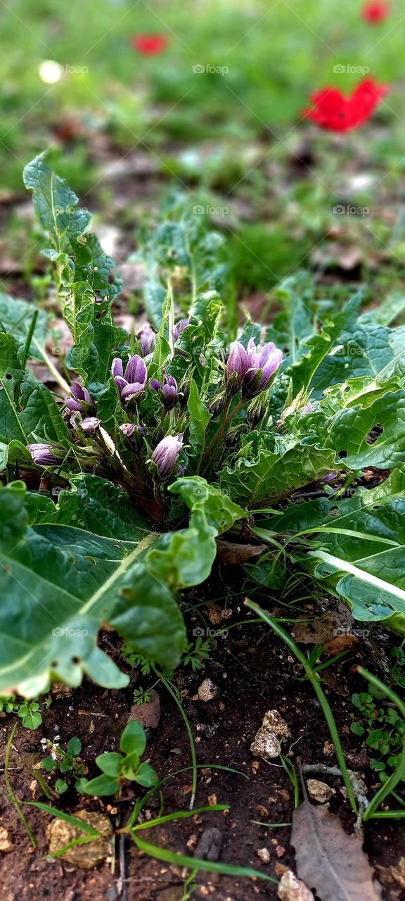 Mandragora officinarum