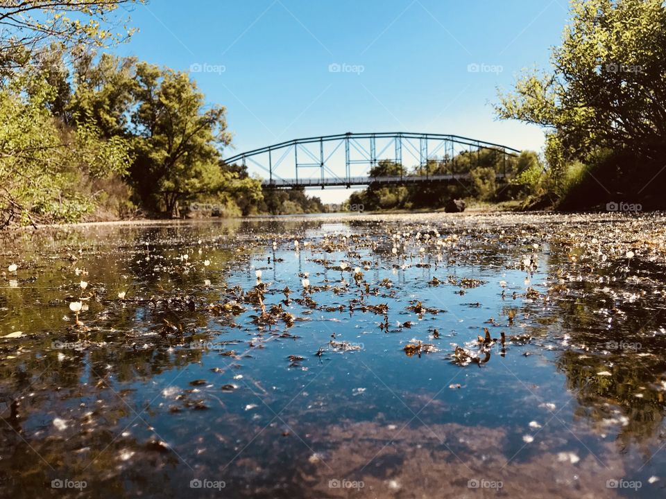 Lilies under the bridge 