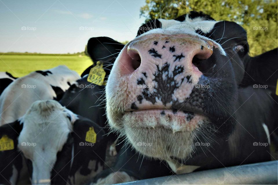 Funny close up cow nose with nostrils wide angle perspective portrait