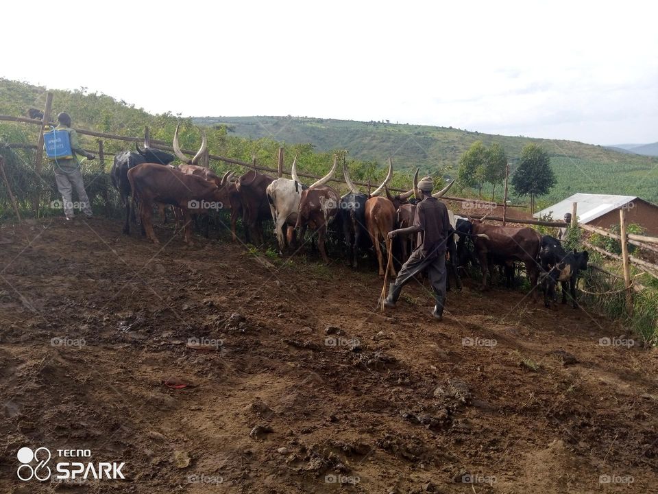 my indigenous cows in the krall Isingiro Uganda Africa