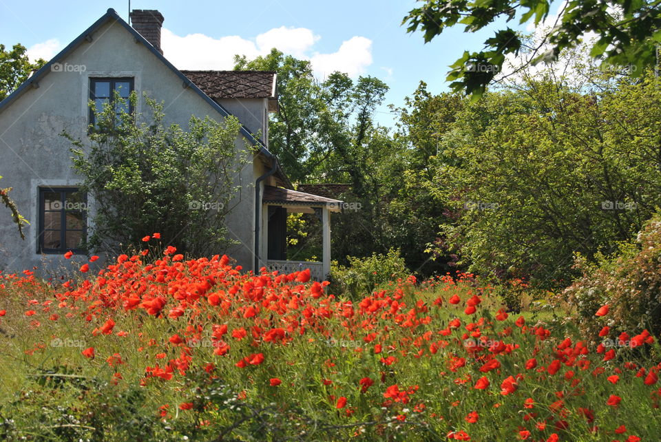 Poppies . A garden and a house with poppies 