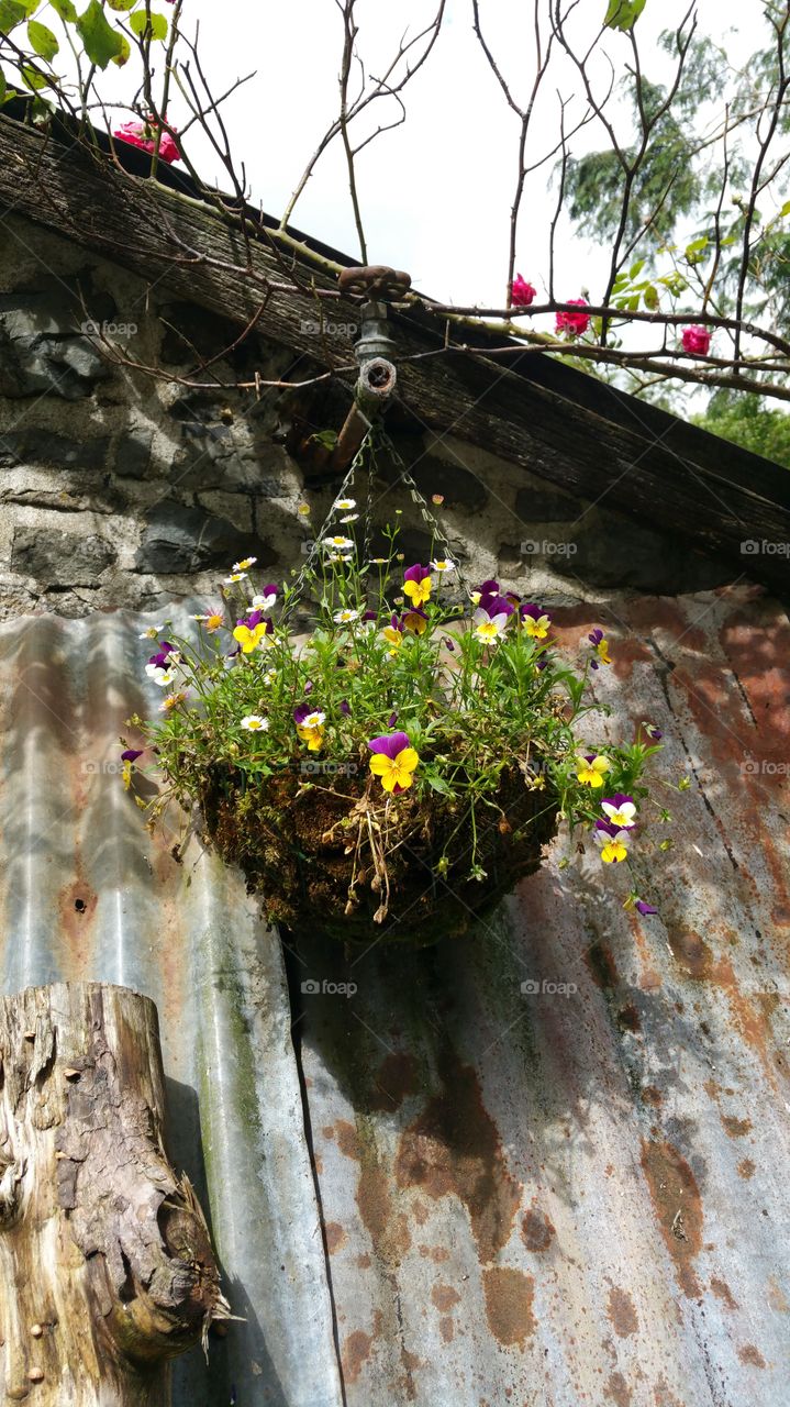A flower basket in a farm garden in Wales
