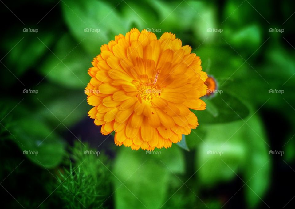 Yellow flower 