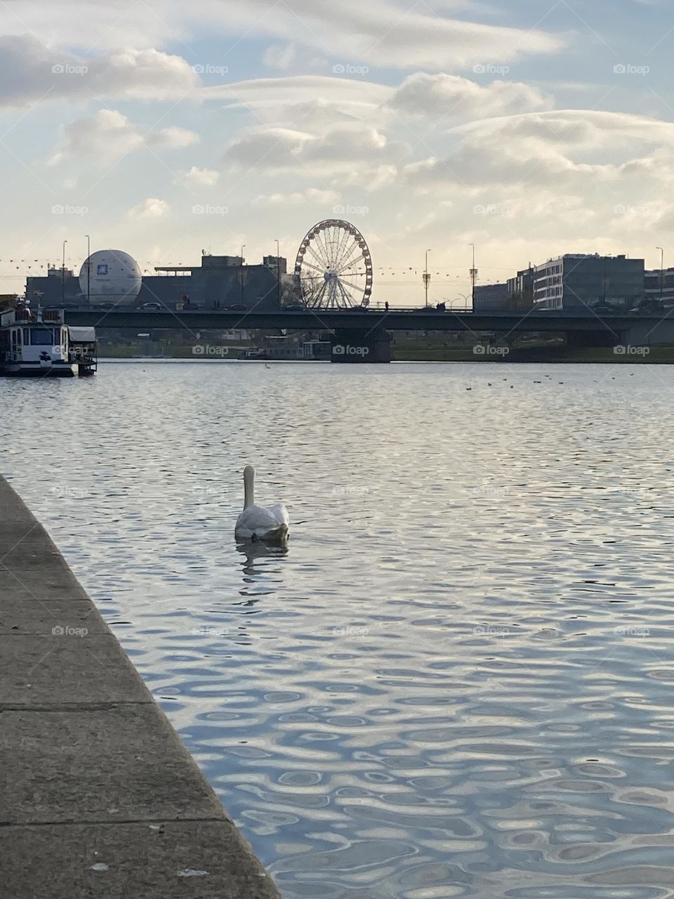 Just a swan enjoying his time in the river on a sun sunny afternoon. Lovely minimalistic picture from sightseeing in Kraków.