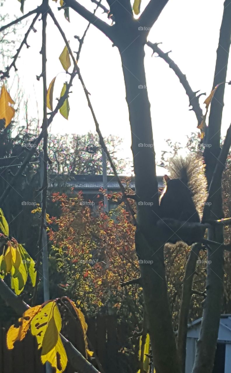 Squirrel enjoying some autumn sunshine