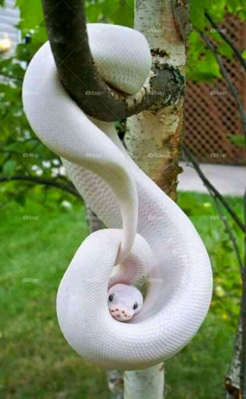 🐍 snake