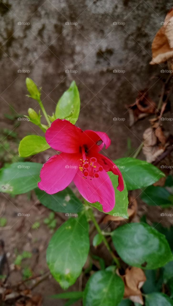 beautiful small hibiscus flower nice pink colour and green leaf looks so pretty