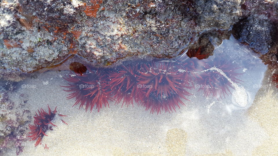 low tide is the best time to explore rock pools full of interesting creatures