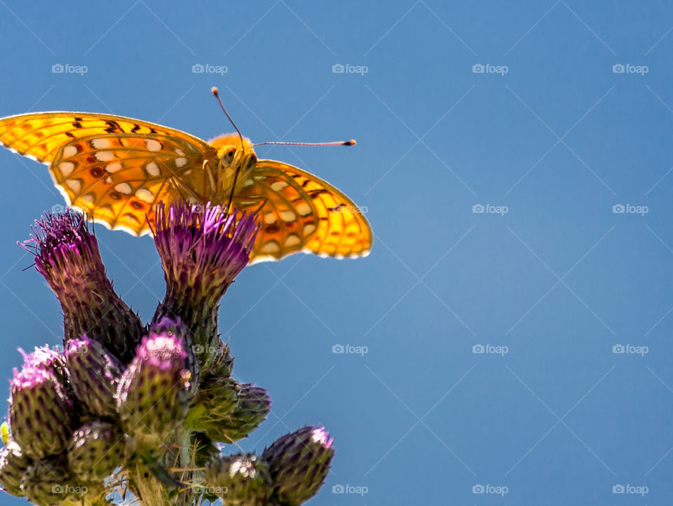 Yellow Butterfly on Blue Sky 