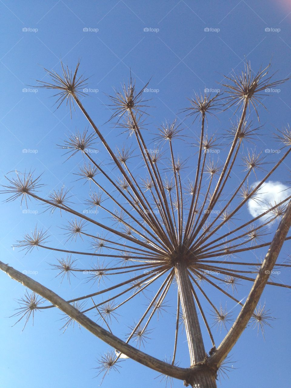 Looking up in a medow