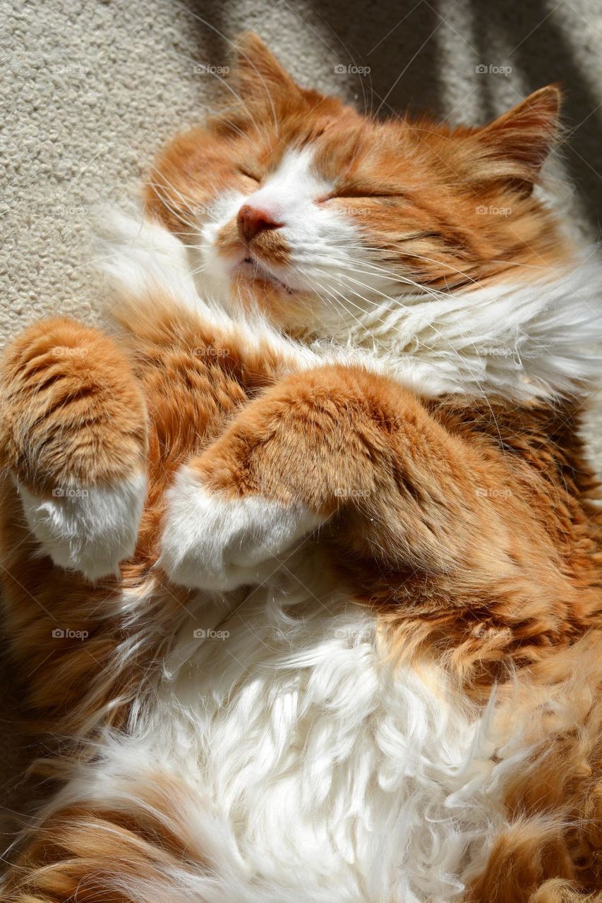 cat sleeping and relaxing home in sunlight