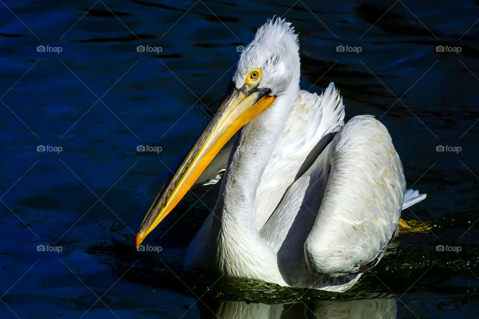 Closeup of pelican