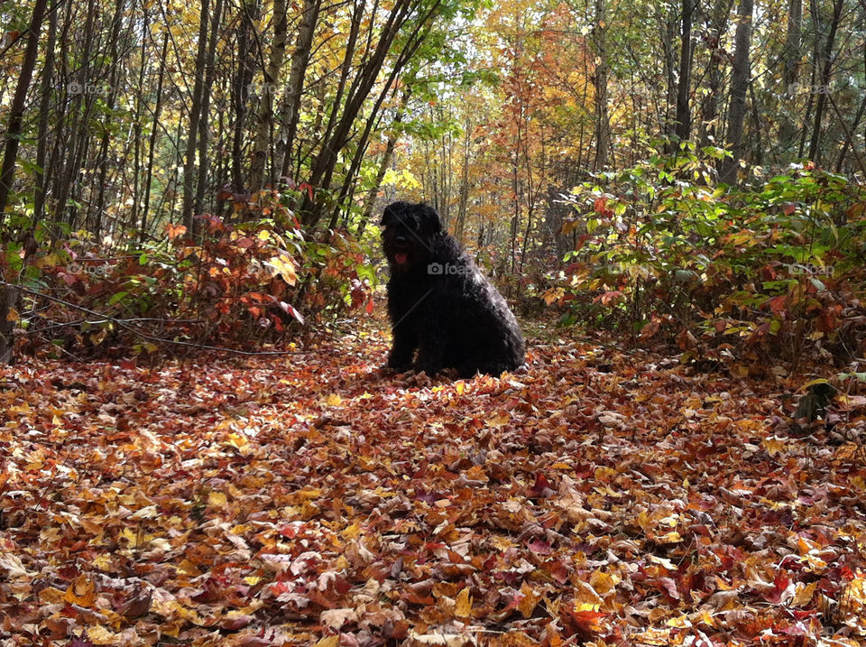 dog leaves woods fall by peacephotos