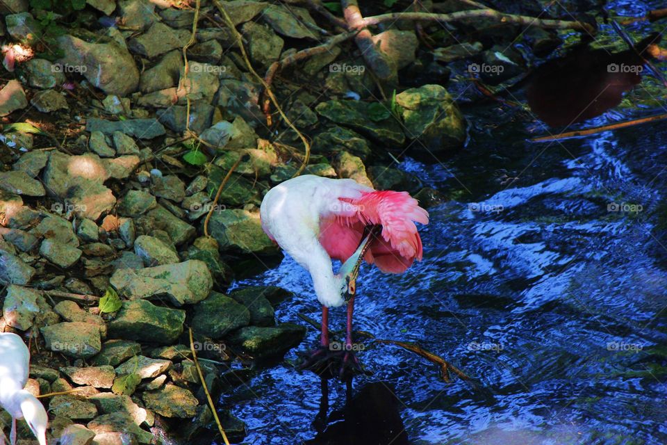 A bird cleaning itself and getting in all the hard places 