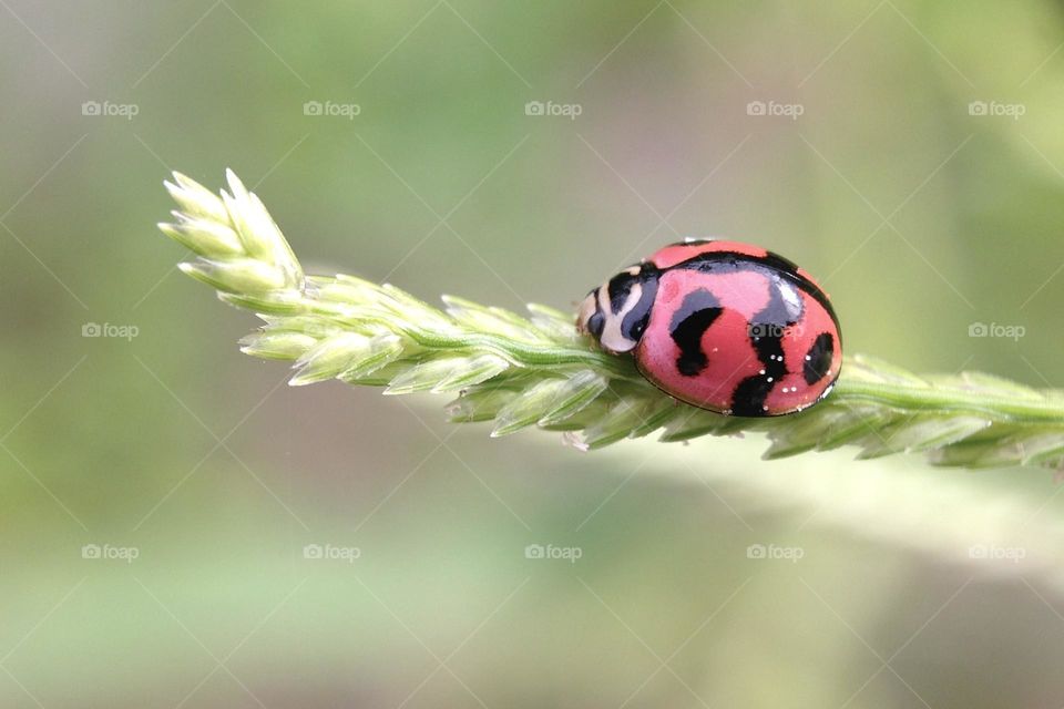 Ladybug 
