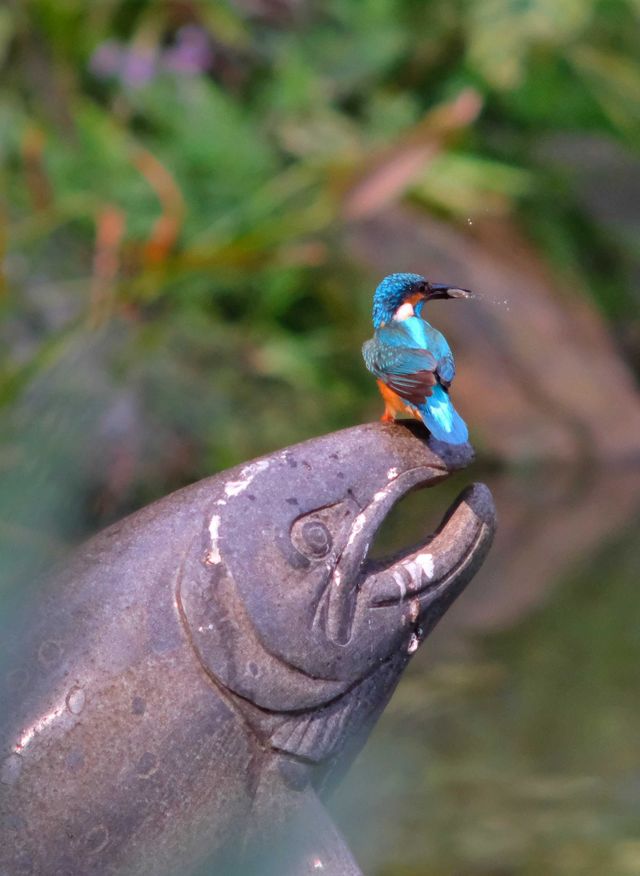 kingfisher
