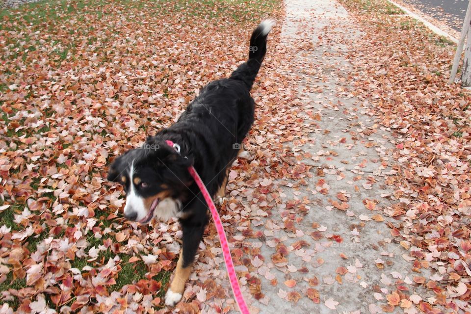 Dog and fall leaves 