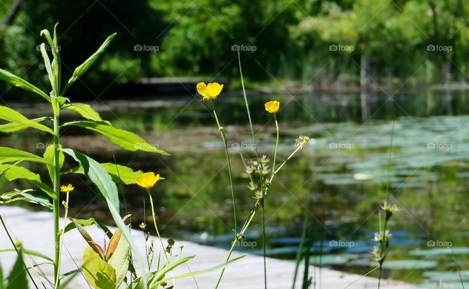 Nature. Buttercups