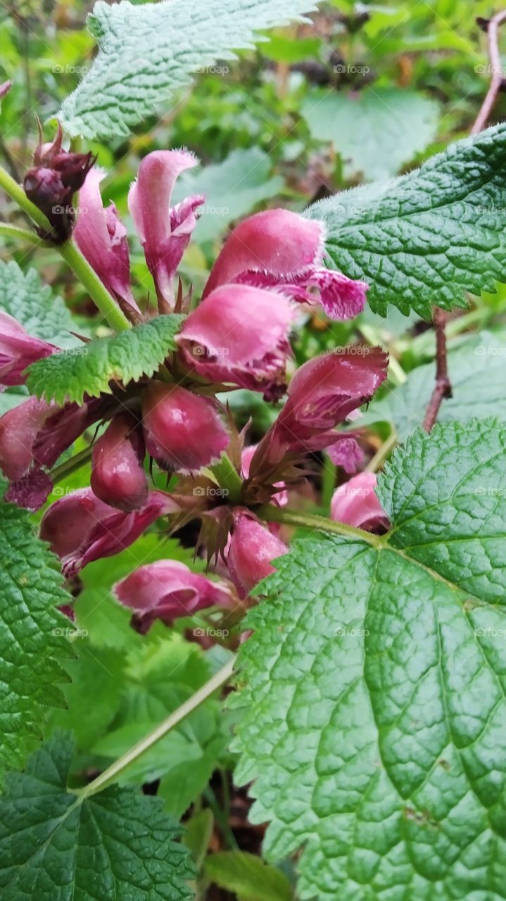 balm leaved dead rednettle
