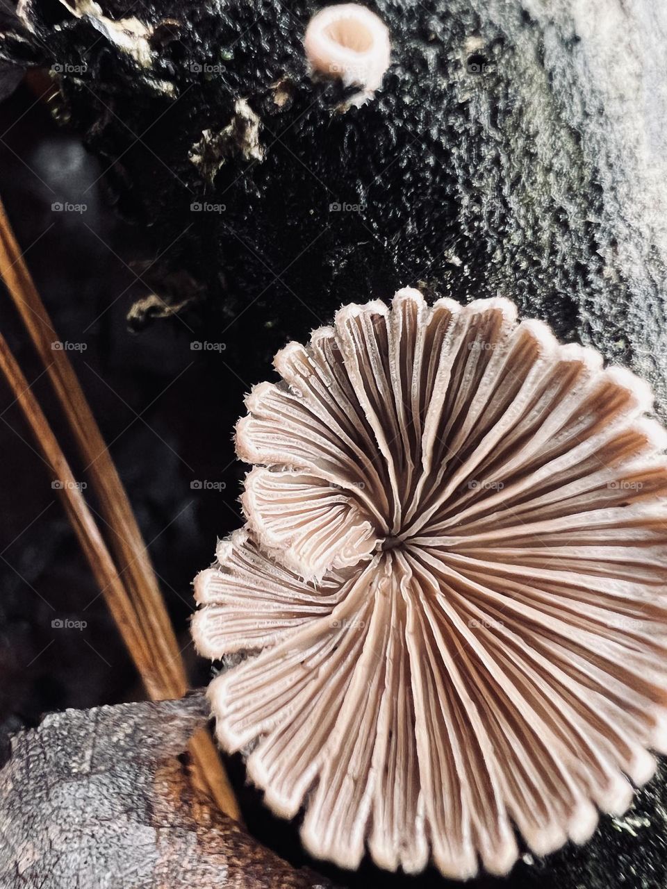 Extreme closeup of split gill mushroom and pine needle
