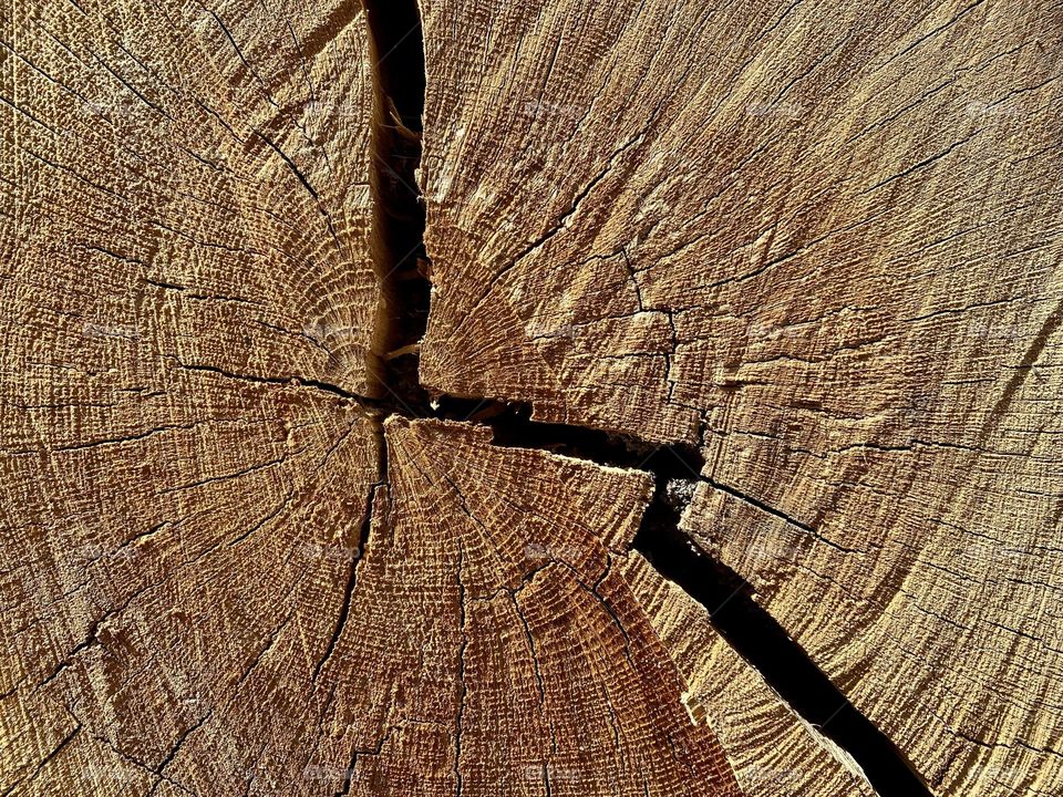 wood trunk with a deep crack