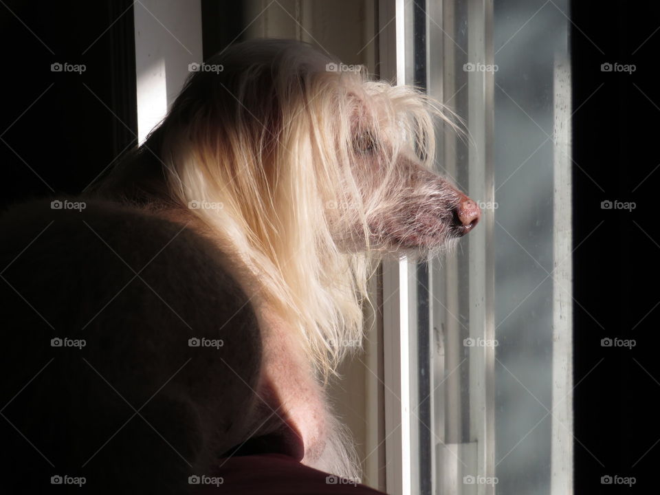 Close-up of a dog sitting near window