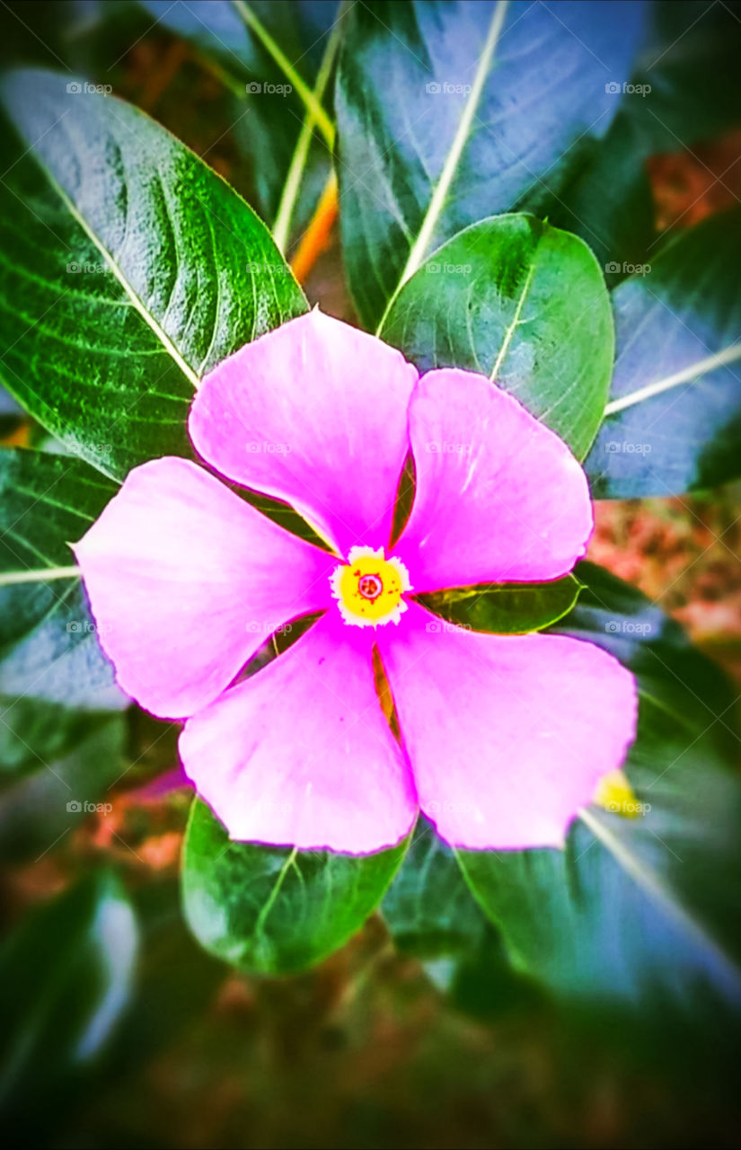 pink love flower