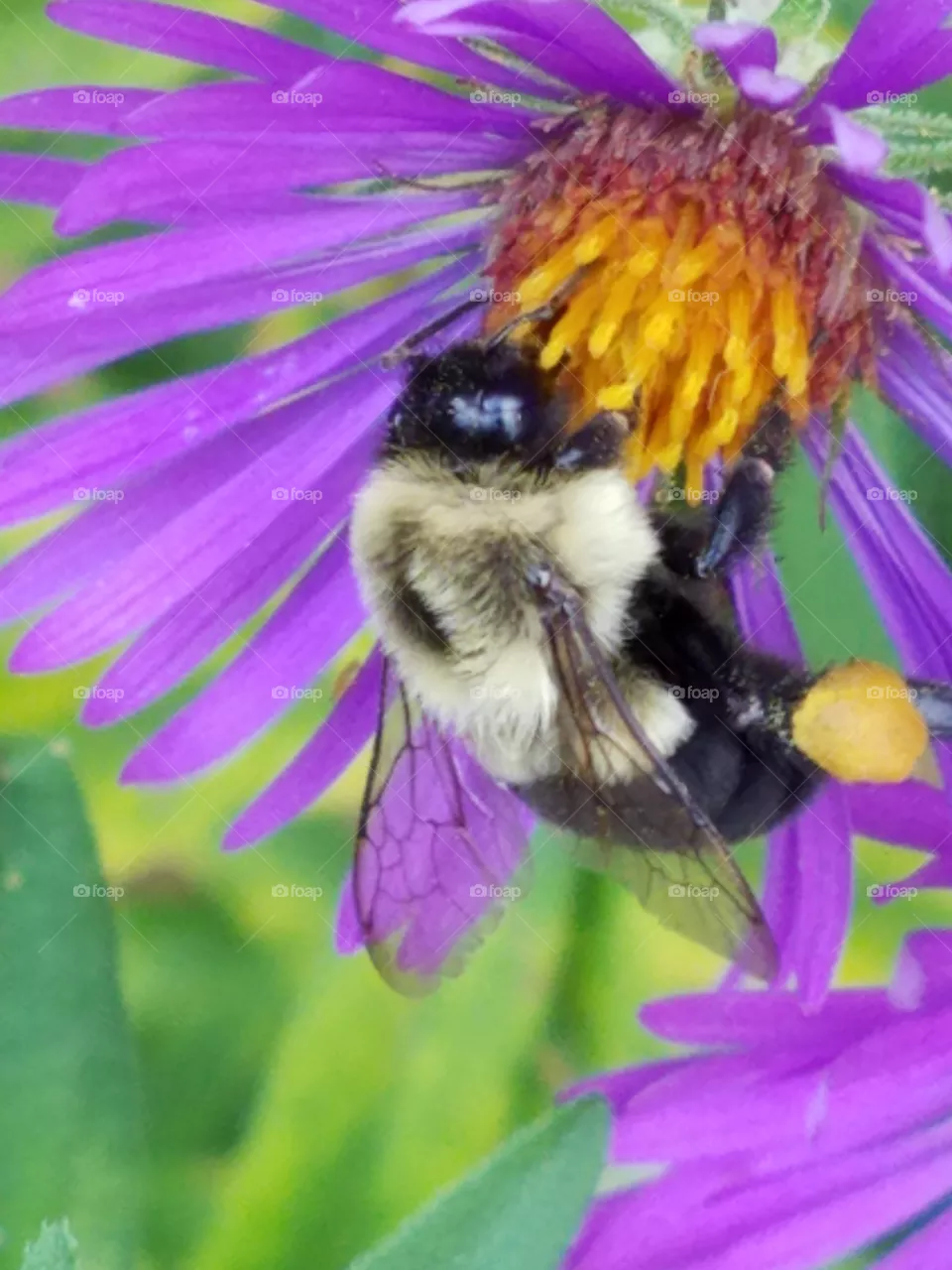 Bumblebee
