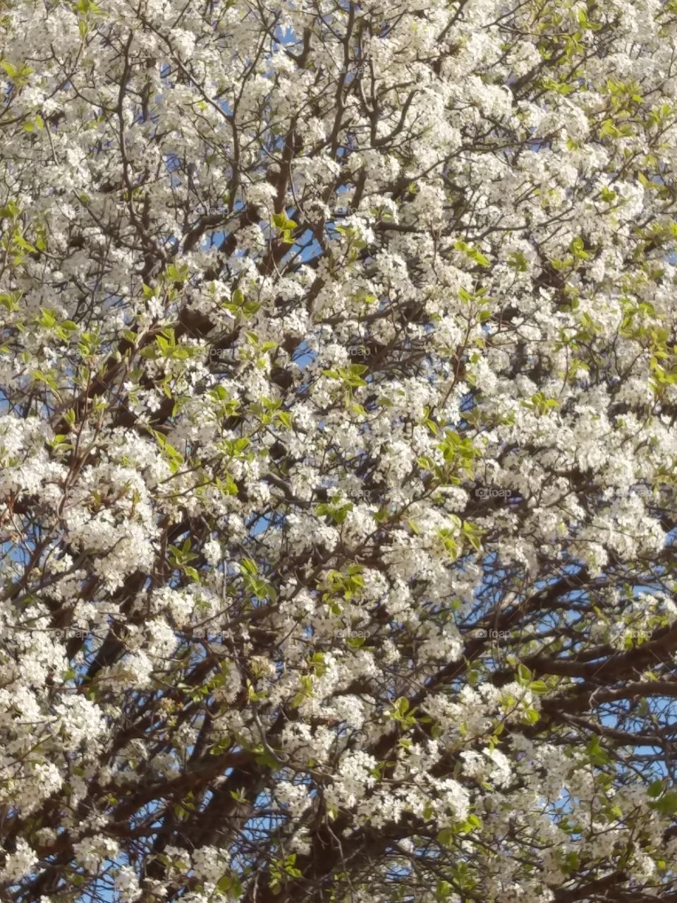Tree, Cherry, Flower, Branch, Season