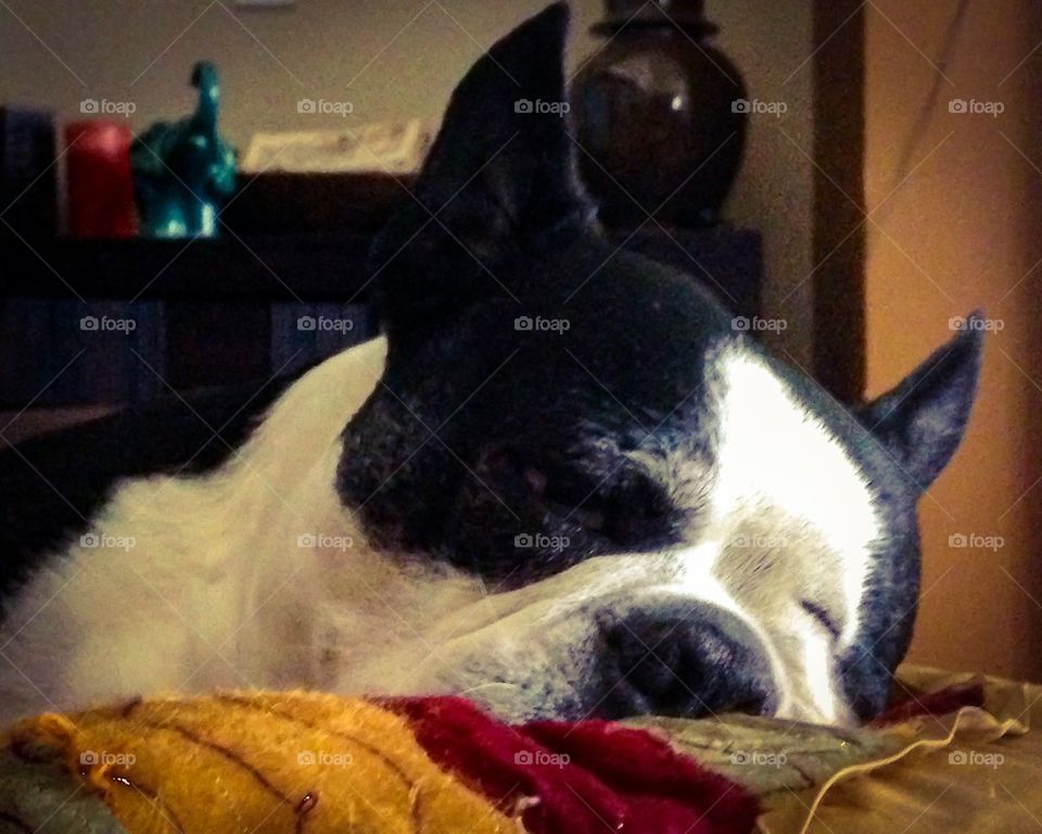 Sleepy Boston