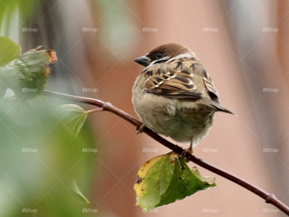 Sparrow in the rain