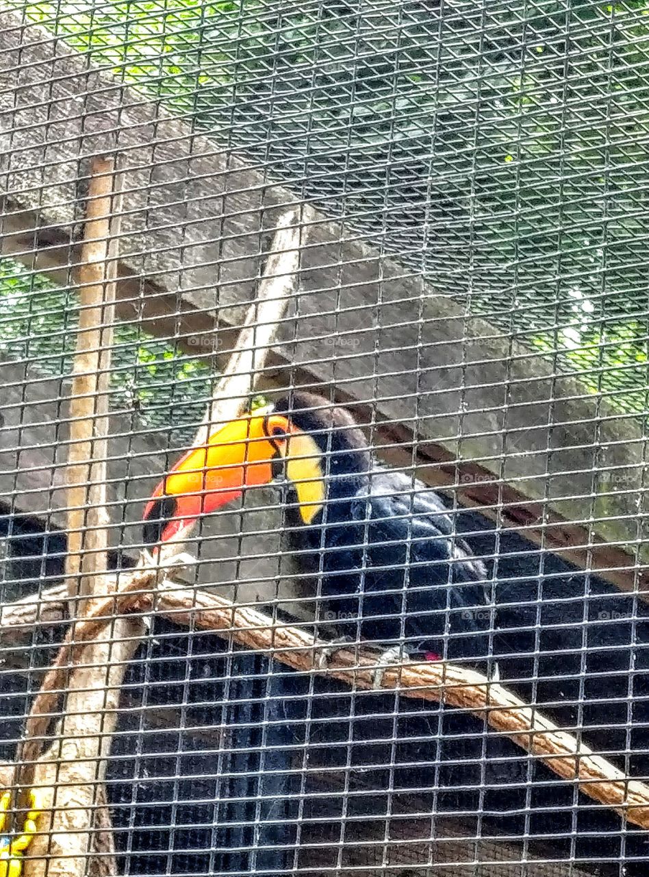 Toucan