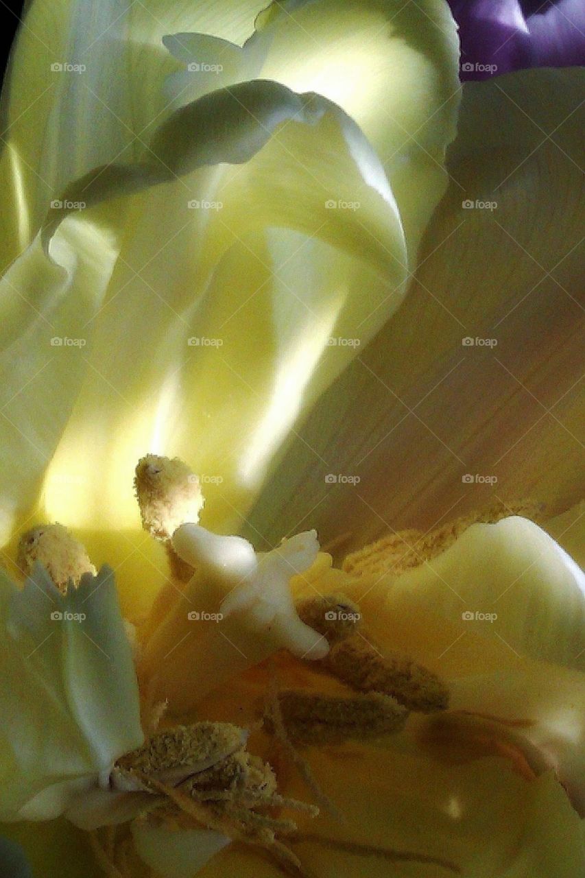 Inside a yellow tulip