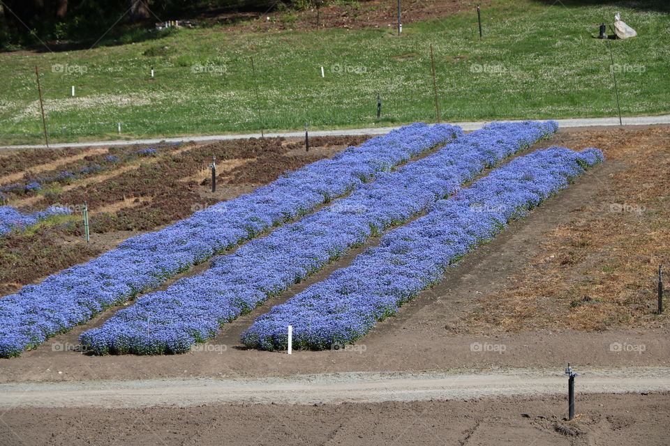 Growing flowers on a field 