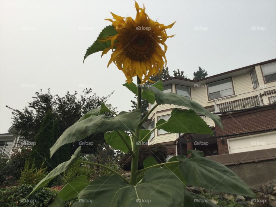 Sunflower in a Garden 