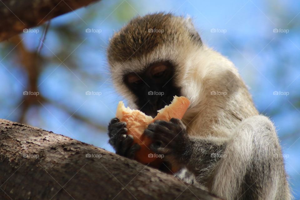 Naughty little monkey has stolen my lunch!