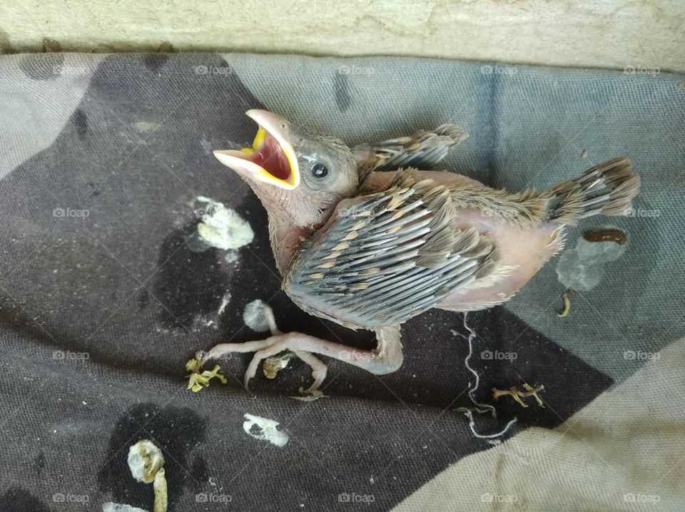 a 4-5 days bird fall down from the nest, brown in colour, open mouth , pointed beak, small eyes, small wings