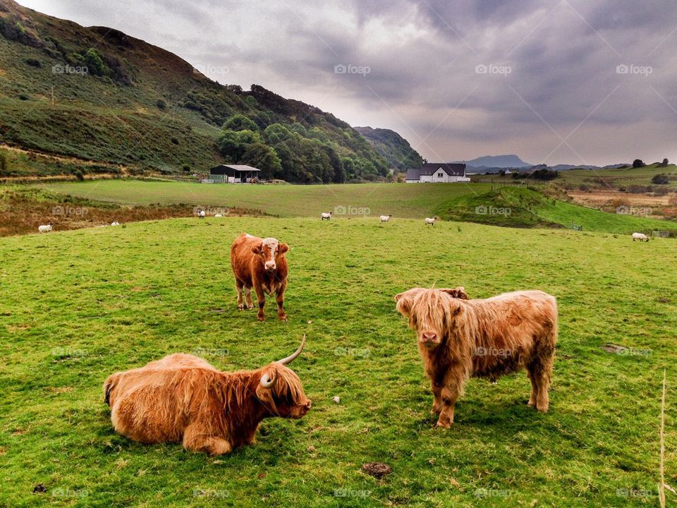 Highland Cattle 1