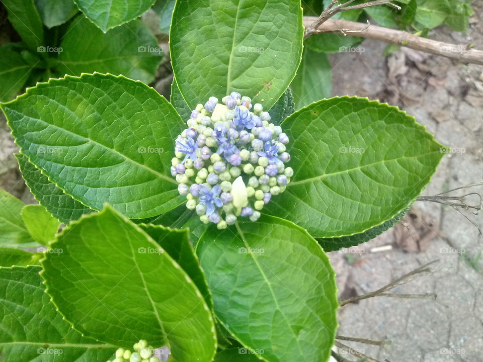 Hortensien hydrangea