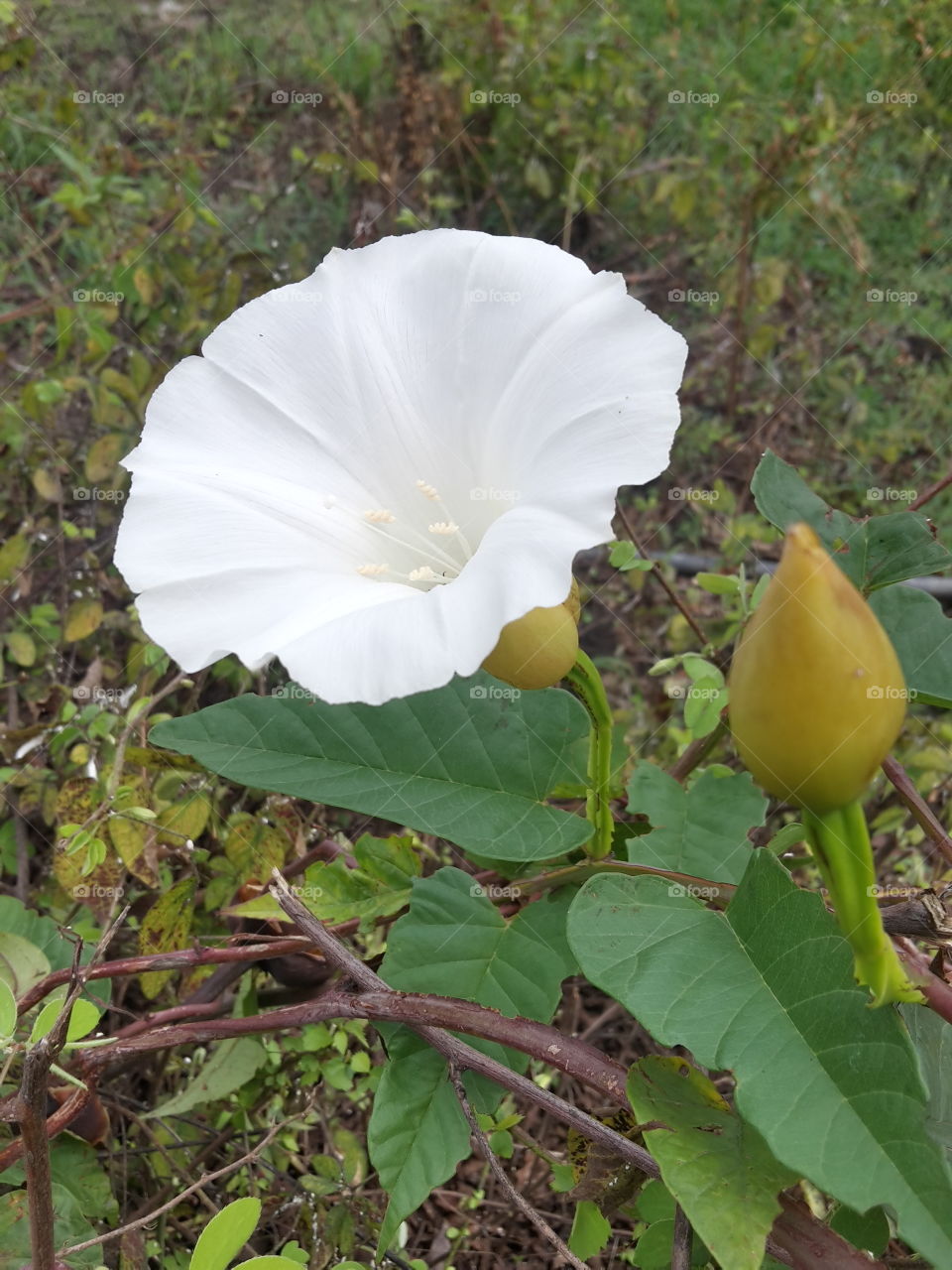 flower white beautifull