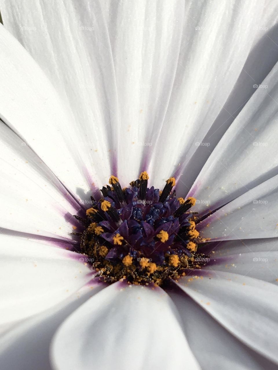 Heart of Osteospermum in sun