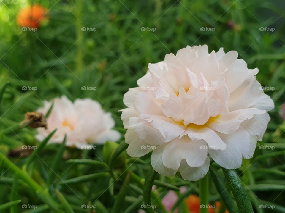 the portulaca grandiflora