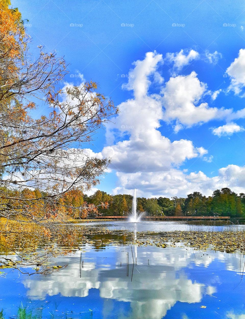 A beautiful calm day with blue sky and white clouds at Lake Lily Park in Maitland, Florida.