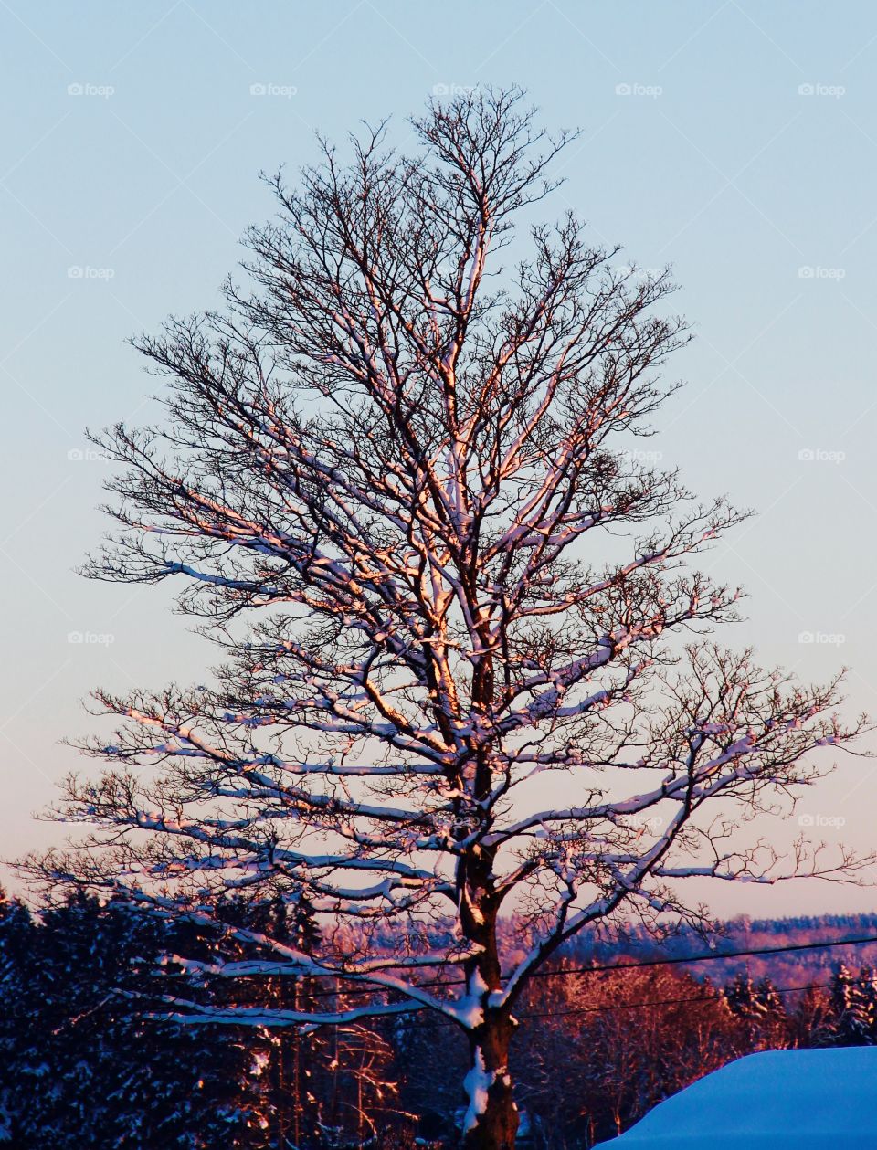 Winter tree. This photo was taken on February 4, 2015 in Libramont-Chevigny, Belgium