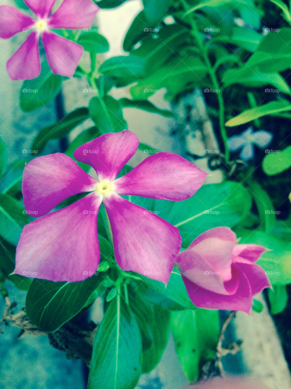 Another day, another beauty