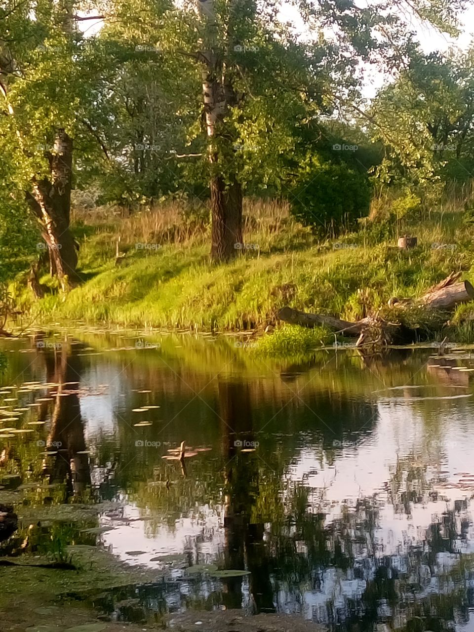 polish nature,  trees at the river pools,   spring